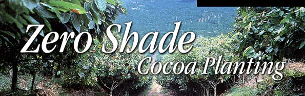 Zero Shade Cocoa Planting